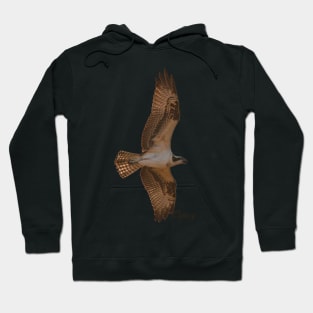 Osprey in Flight Hoodie